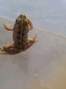 老驥伏櫪，志在千里——藍(lán)色力獅旅行版塔城游記